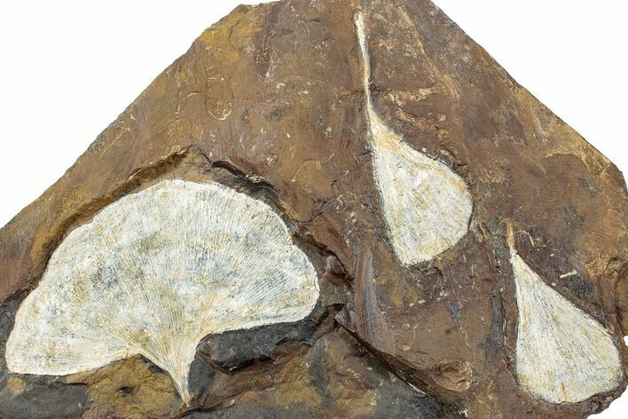 Three Fossil Ginkgo Leaves From North Dakota - Paleocene #232010